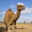 Super Camel
