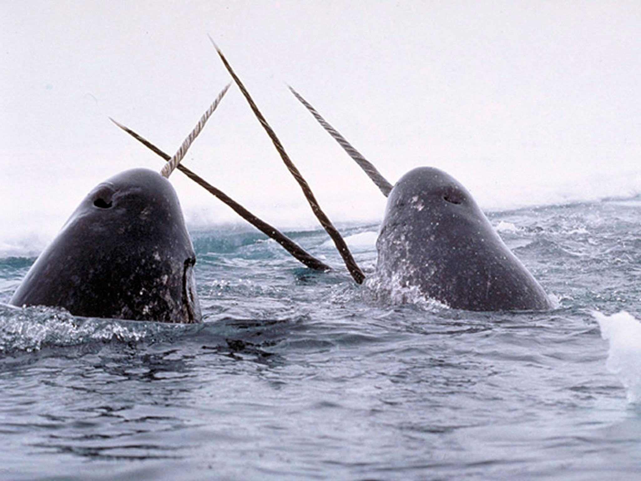 sn-narwhalh.jpg