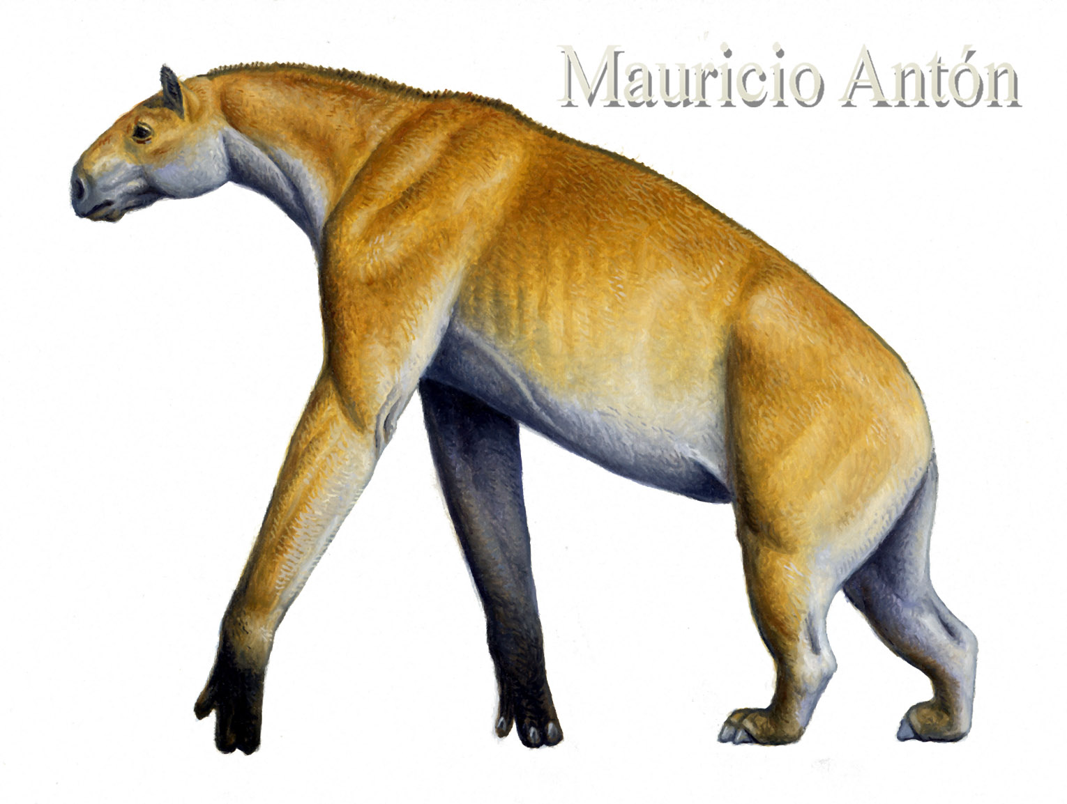 chalicotherium.jpg