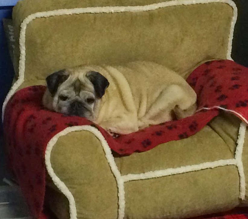 pumba.jpg