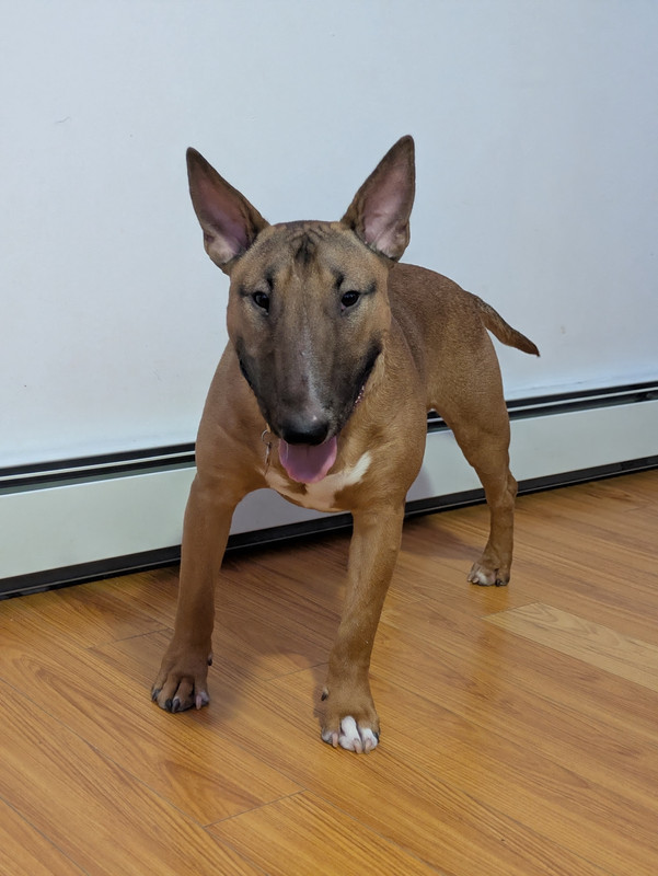 dozer.jpg